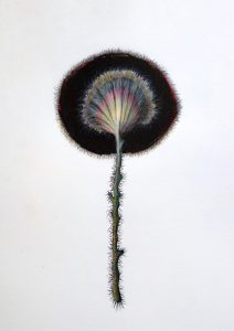 ilustracion por Felipe Ortega Regalad